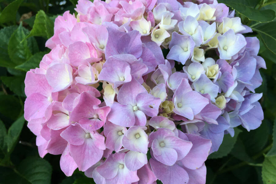 Waiting on our hydrangea and learning a lesson in patience