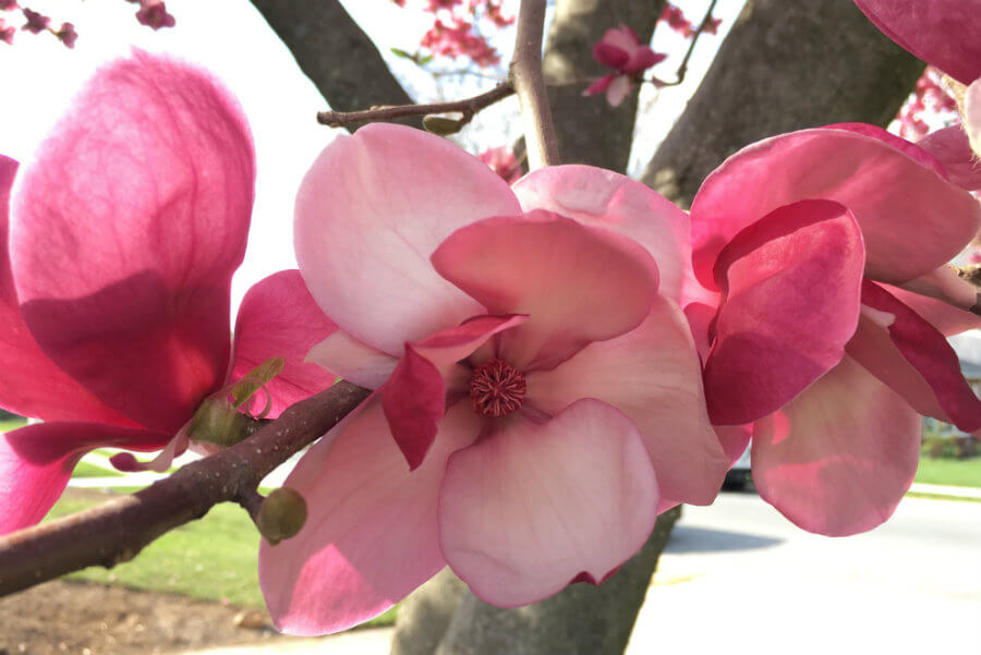 A taste of spring, when mom cooks dinner, a munchkin survey, and frigid baseball fun (7 Quick Takes)