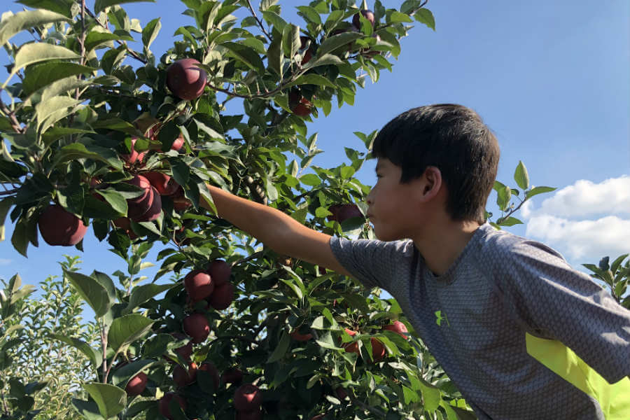 Apple picking, scarecrow making, apple pie, two birthdays at once, and a quick day trip (7 Quick Takes)