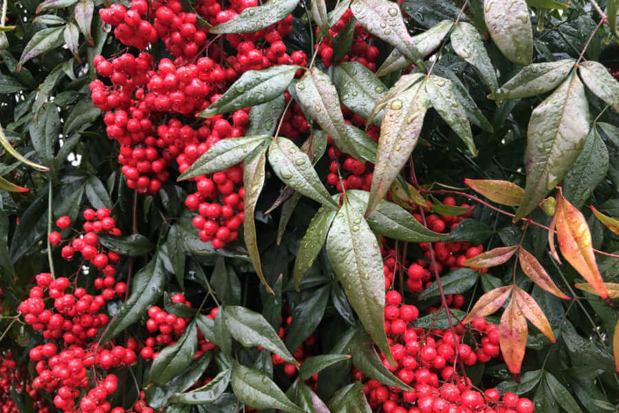 Every Advent gives you another chance