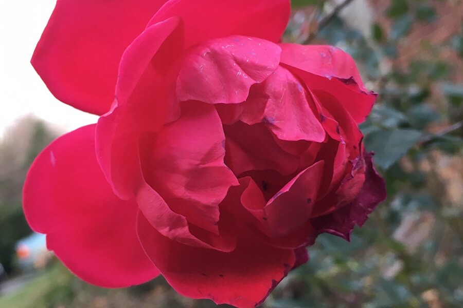 A rose from St. Therese