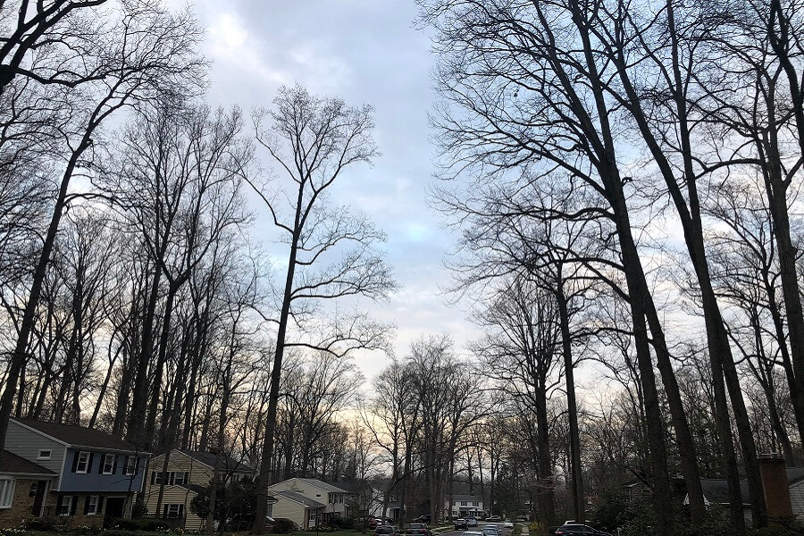 An evening walk, March Madness fun, working from home, and more from our week (7 Quick Takes)