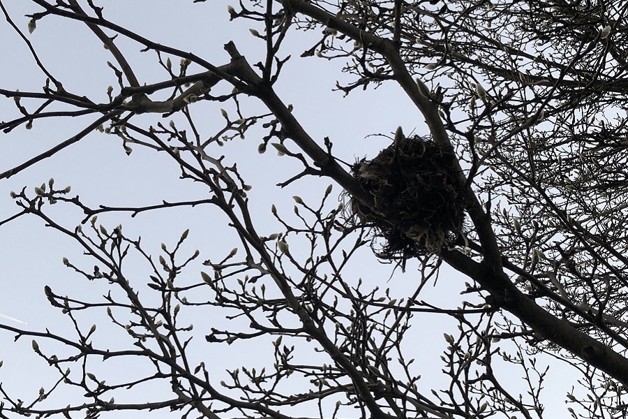 Photo-shoot dreams, dragons, beef stew, and more (7 Quick Takes)