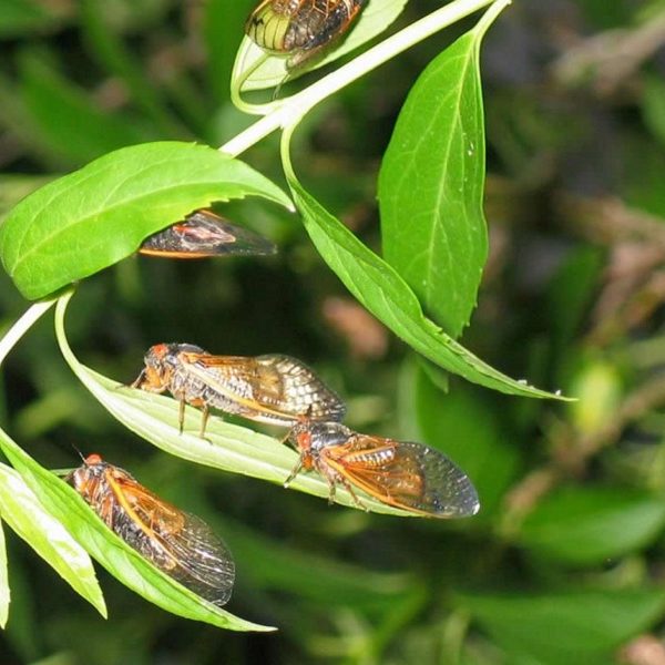 The cicadas are coming and other poems (7 Quick Takes)