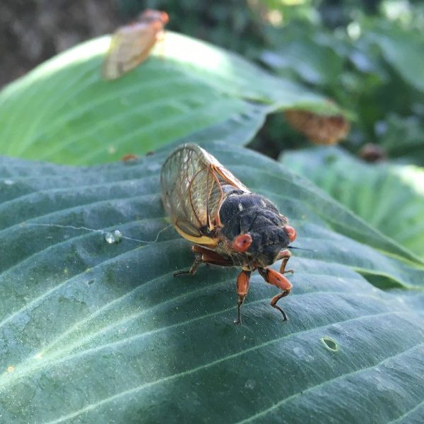 Brood X cicadas don’t bug this cicada expert