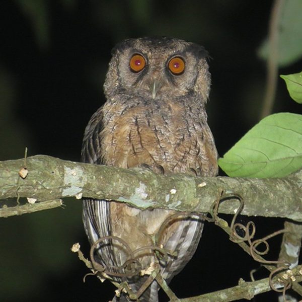 New species of screech owl in Amazon named after Sister Dorothy Stang