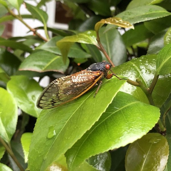 The Visit of the Cicadas