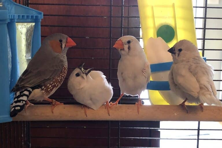 Happy 1st birthday to our baby finches! Catholic Review