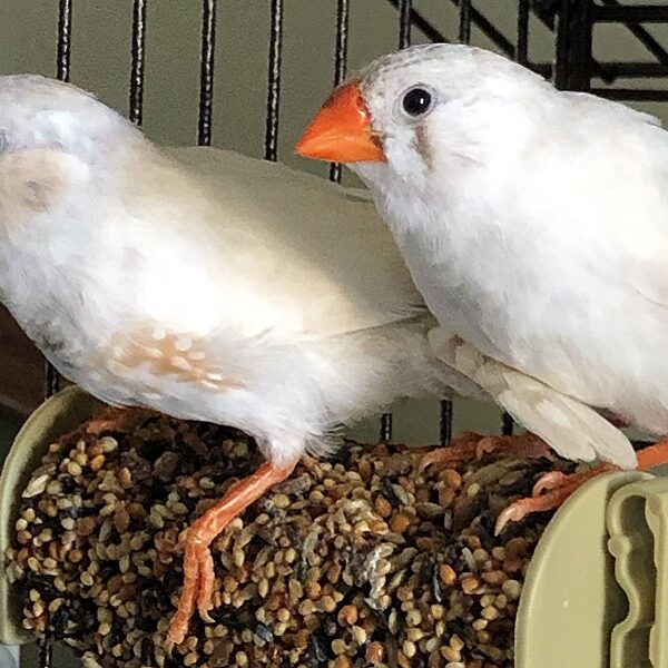 Happy 1st birthday to our baby finches!