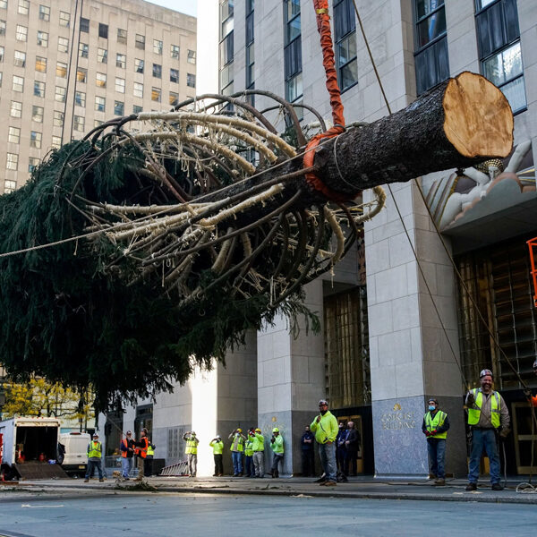 Maryland couple donates spruce as Rockefeller Center’s 2021 Christmas tree