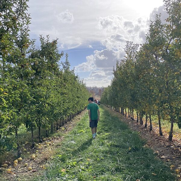 An apple picking trip, a free turkey, and a little rutabaga lesson (7 Quick Takes)