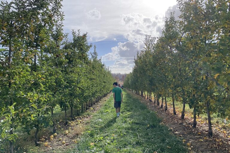 A boy walks between rows of trees in an apple orchard under a sunny sky.