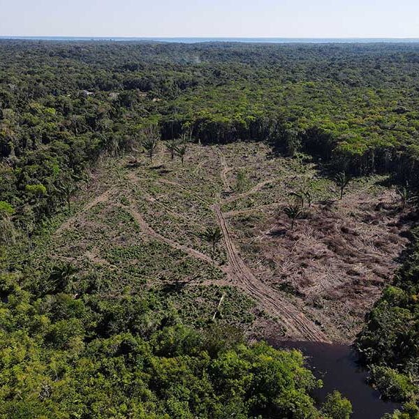 Catholics in the Amazon hope COP15 generates projects in favor of forest