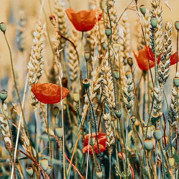 So much of evangelization depends on how we sow