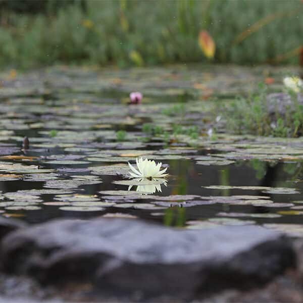 Archbishop Lori points to Pope Francis’ message, stresses importance of protecting environment