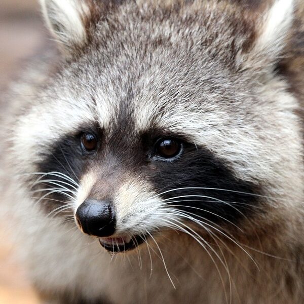 A Rabid Raccoon-aversary