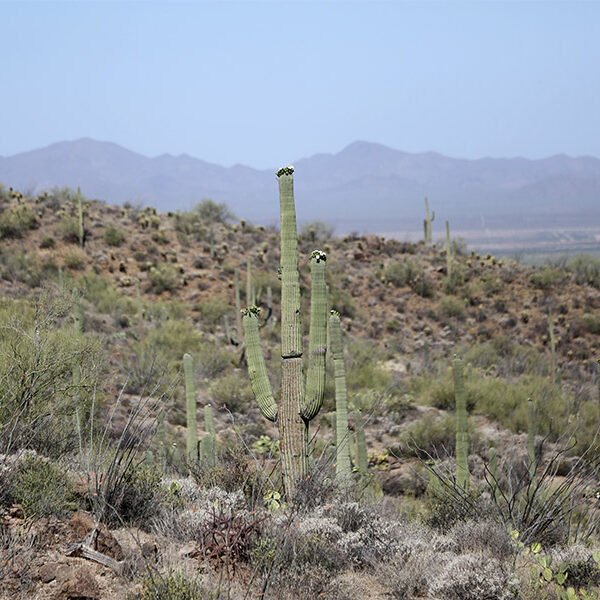 Into the desert with St. Anthony of Egypt