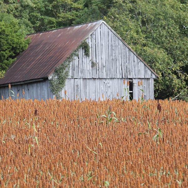 What an autumn poem teaches us about God’s love