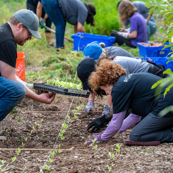 Little Portion Farm provides fresh produce and more