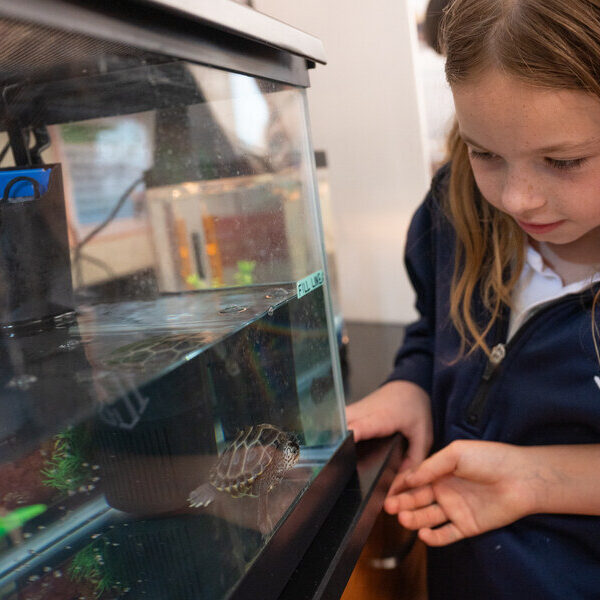 Turtley Awesome: Immaculate Conception School students learn from Aquarium partnership