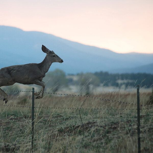 Deer in the dusky evening