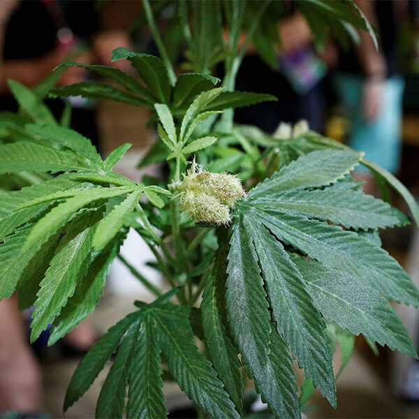 Voters reject states’ recreational marijuana, psychedelic drug legalization efforts