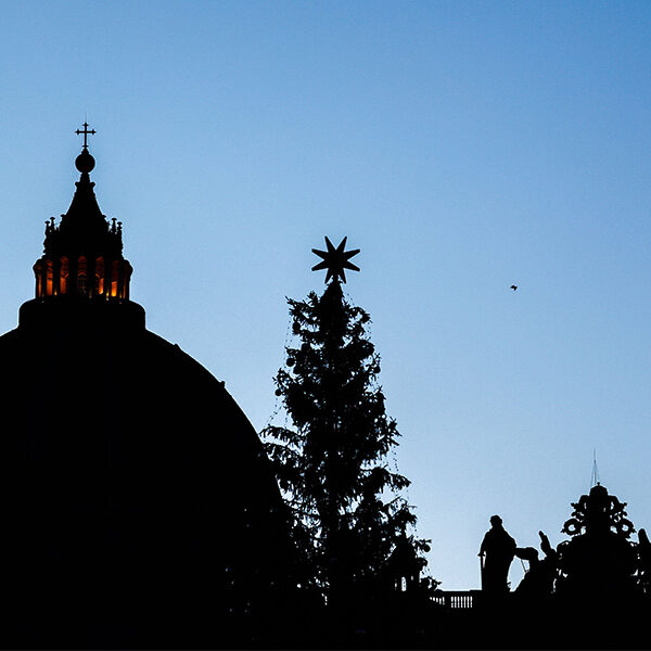 Local group protests cutting tree for Vatican’s Christmas