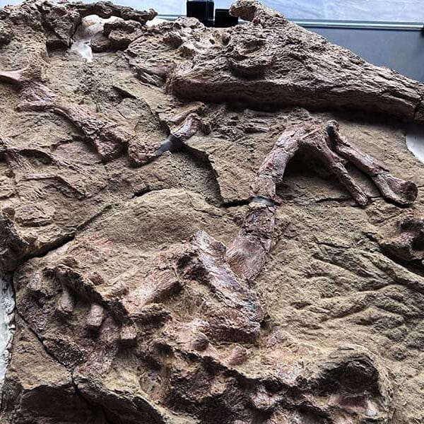 Breathing life back into the world