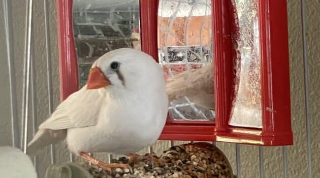 White female zebra finch with orange beak stands on seeded perch by a mirror in a cage