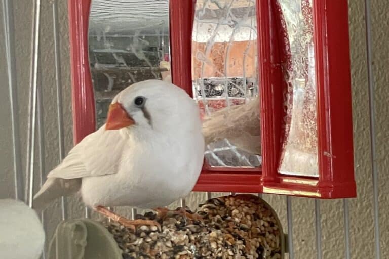 White female zebra finch with orange beak stands on seeded perch by a mirror in a cage