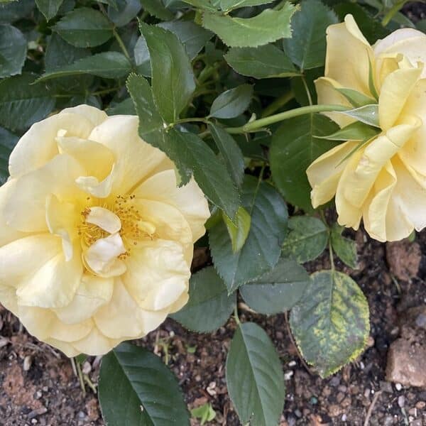 A Grandmother’s Roses