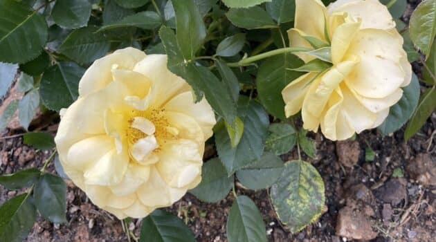 Two yellow roses bloom on a rose bush full of green leaves