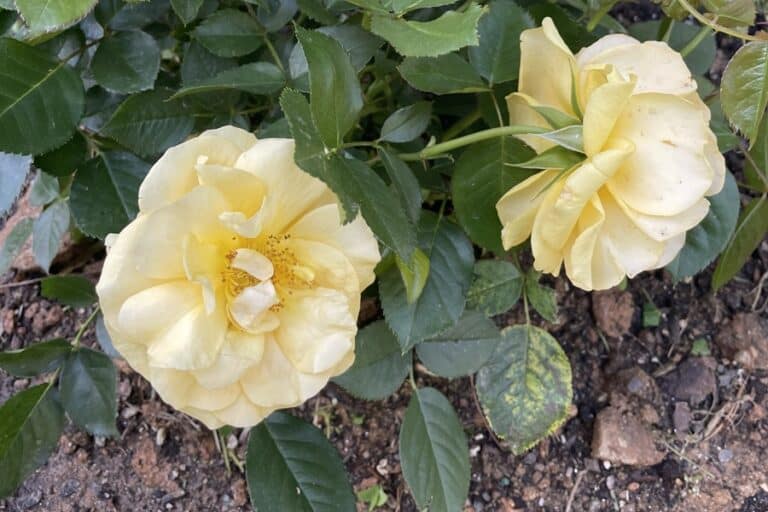 Two yellow roses bloom on a rose bush full of green leaves