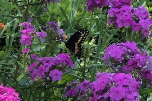 A butterfly lands on a flowering bush with purple blossoms