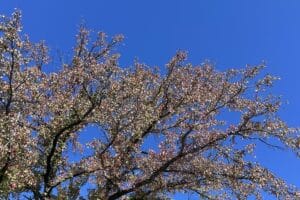 Leaves start to change color on branches of a tree set against a cloudless blue sky
