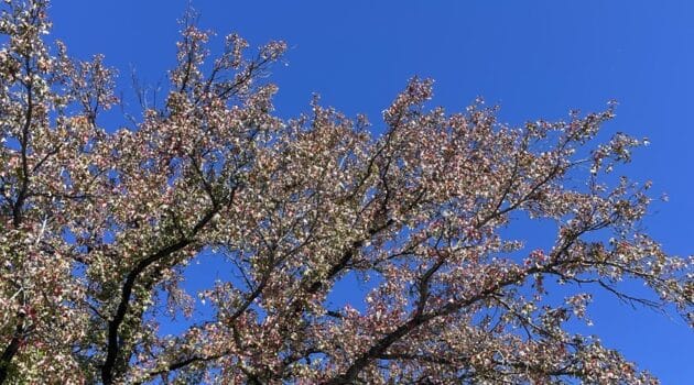 Leaves start to change color on branches of a tree set against a cloudless blue sky