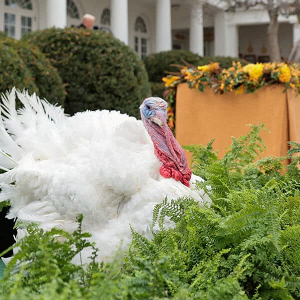 Gratitude should accompany your turkey and pie, pope says
