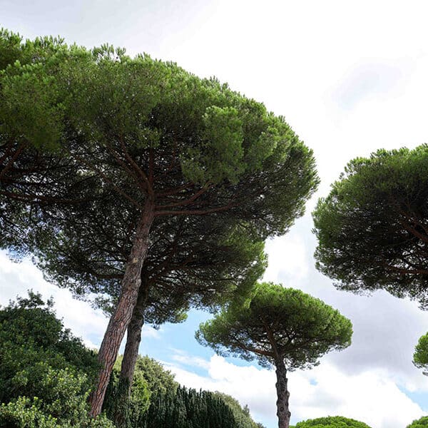 Accompanying Dad on his final journey: View from the treehouse