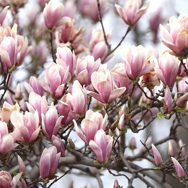 The beauty of Ballerina Farm mom’s nine kids