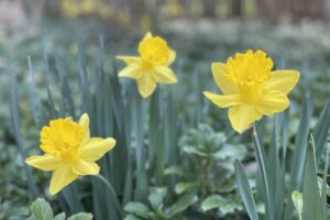 Three yellow daffodils stand tall on a green background