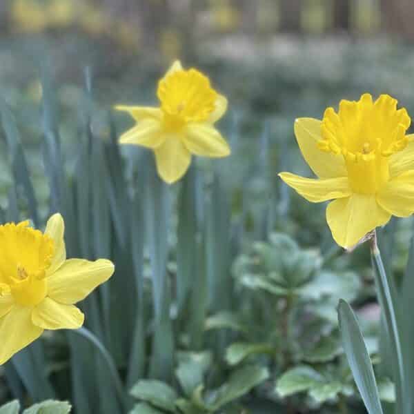 An Easter Reflection: Winning with Joy