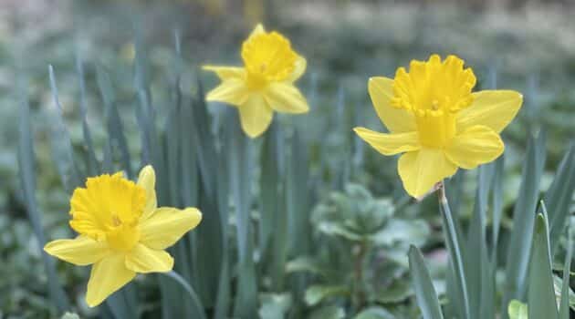 Three yellow daffodils stand tall on a green background