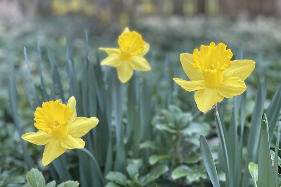 Three yellow daffodils stand tall on a green background