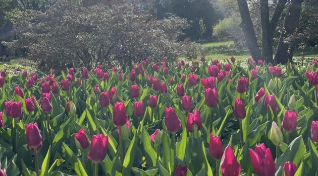 A bed of purple tulips stands tall in a large garden