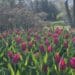 A bed of purple tulips stands tall in a large garden