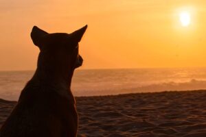Dog gazes at the sun while sitting on the beach