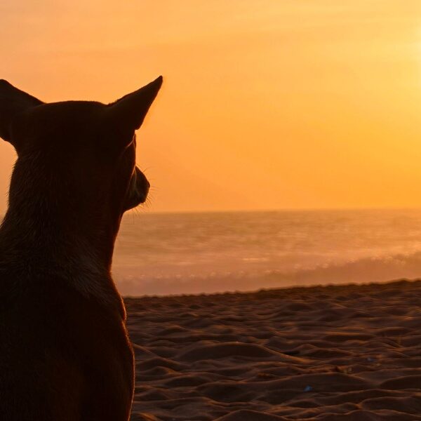 Dogs Go to Heaven