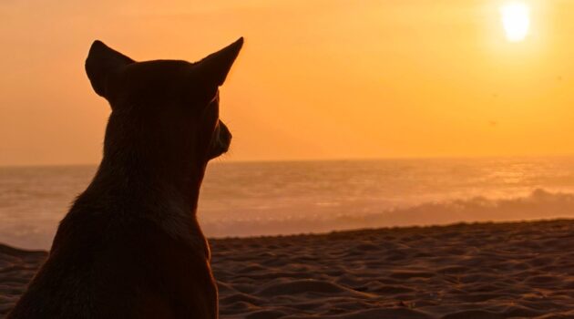 Dog gazes at the sun while sitting on the beach
